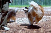 興奮すると回転するガビちゃん（画像提供：ベア&ルチェ&ガビ（まゆ）さん）