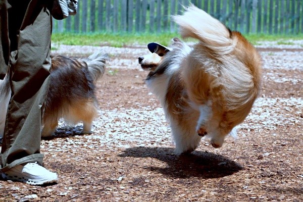 興奮すると回転するガビちゃん（画像提供：ベア&ルチェ&ガビ（まゆ）さん）