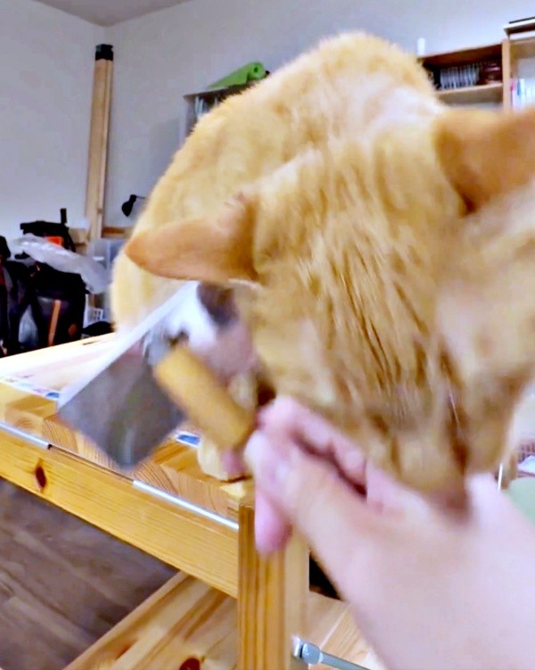 「もう終わり！」 飼い主さんの手をカプッとしてアピールするこいもちゃん（画像提供：こいもちゃんさん）