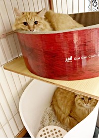 推定1歳のときお迎え。（下段）剛くん（上段）健ちゃん（画像提供：ほとぷぅとごうとけんさん）