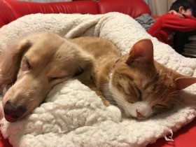 山手線のデジタル広告で訴える　犬・猫の飼い主の責任