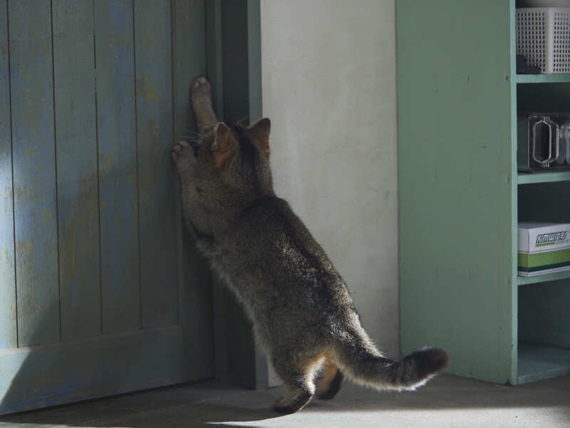 『夏への扉ーキミのいる未来へー』©2021 映画「夏への扉」製作委員会
