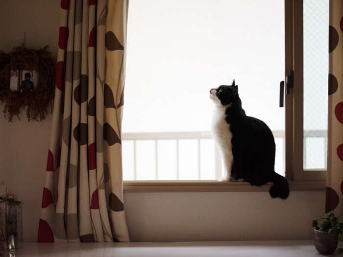 「あれ、昨日の夕飯なに食べたっけ？もしや、もらってない？」（小林写函撮影）