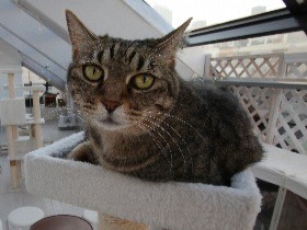 「保護猫カフェ」協会設立　猫と新たな飼い主出会いの場に