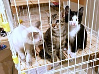 ケージの中からきょとん顔（左から）シロくん、トラちゃん、シクロちゃんちゃん（画像提供：またまた一匹増えて五猫（ｺﾞﾆｬﾝ）のぱぱになりました。さん）