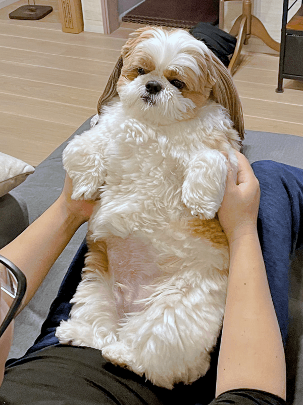 パパの膝上でのんびり過ごすぽこちゃん（画像提供：ぽこさん）