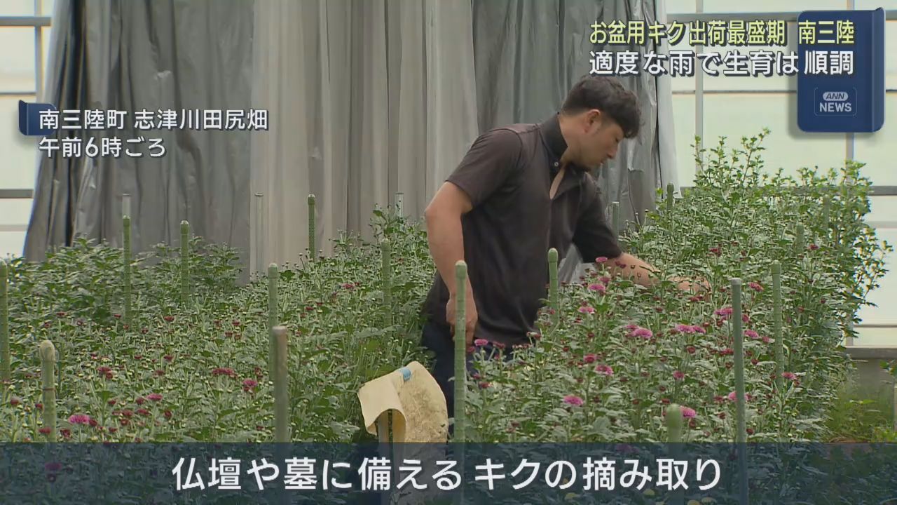 お盆に向け菊の出荷最盛　適度な雨が降り生育順調　宮城・南三陸町