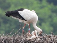 コウノトリの親子　(5.8撮影　まんのう町提供)