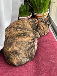 窓際でスヤスヤ眠る元地域猫のメルモちゃん（おたむさん提供）