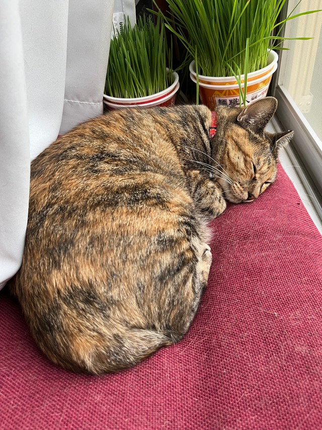 窓際でスヤスヤ眠る元地域猫のメルモちゃん（おたむさん提供）