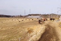 東日本大震災から14年目の被ばく牛150頭が飼育されている「希望の牧場 ·よしざわ」（吉澤正巳さん提供、Xよりキャプチャ撮影）
