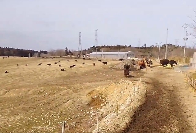 東日本大震災から14年目の被ばく牛150頭が飼育されている「希望の牧場 ·よしざわ」（吉澤正巳さん提供、Xよりキャプチャ撮影）