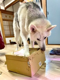 バスタオルが敷かれたサンくんの「水」のお皿（右）。「もっと深い容器にして」「皿の高さを調整して」という声も寄せられたが、「水飲み下手ワンコ」は飲んだ後も口から豪快に水をこぼすのです…（画像提供：riyaさん）