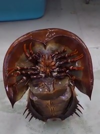 立った！クララが立った！