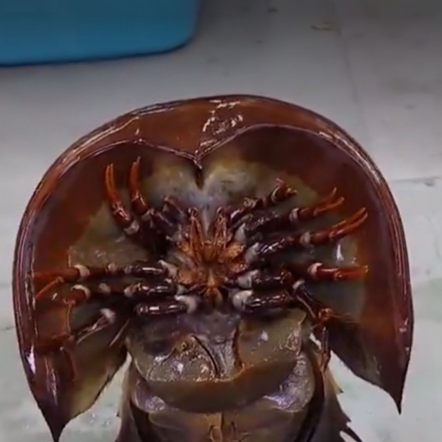 立った！クララが立った！