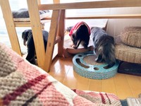 おはぎさんは、ワンちゃんに囲まれながら成長しました（画像提供：床さん）