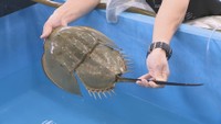 生きた化石「カブトガニ」復活に手応え　笠岡近海での捕獲数が増加　岡山
