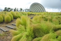 台風15号の影響でコキアが割れる（国営讃岐まんのう公園 9月5日撮影）