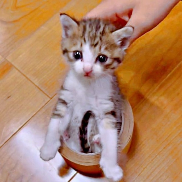 穴に落ちそうだったシェリーちゃんを保護。母猫は現れなかった（画像提供：Shelieさん）