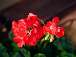 懸命に働く綺麗な人たち。そんな憧れの的に私もなりたい