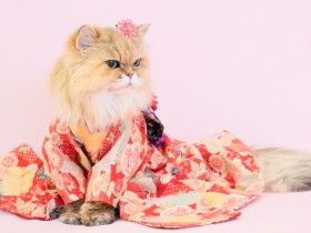 「私の師匠でベストパートニャー」　21歳で旅立った愛猫が見せた生き様とは？