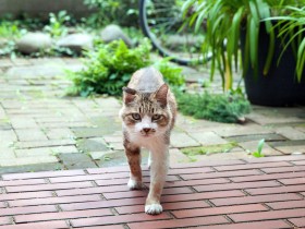 庭に通ってくる猫、飼っている人はいるの？　首輪に手紙をつけて尋ねると連絡が来た