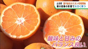 国内最北の温州ミカン　収穫が始まる　宮城・山元町