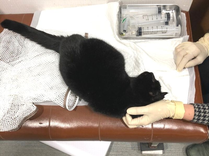 救出後の診察台で甘える（写真提供Pawer.）