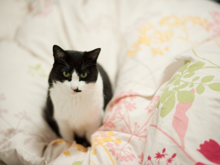 ベッドの上にたたずむぽんた（小林写函撮影）