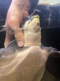 お父さんを見上げて甘えたような表情を浮かべるブタバナガメ（画像提供：corokukizさん）