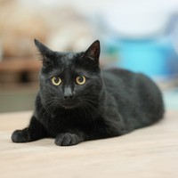 工房で作陶を見守るマキ。「幸運を招く」といわれる黒猫だ