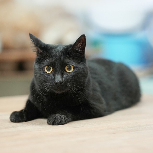 工房で作陶を見守るマキ。「幸運を招く」といわれる黒猫だ