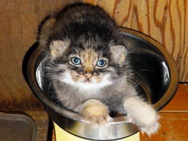 赤ちゃんラッシュ、珍しいマヌルネコや世界最小のシカ