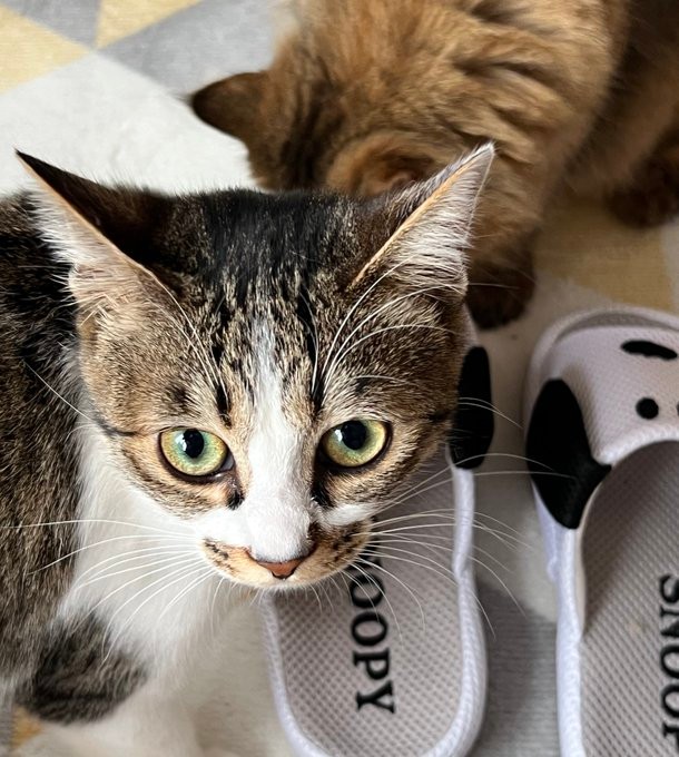 飼い主さんの靴の上でのんびりするココちゃん（画像提供：つくきな ココテテさん）