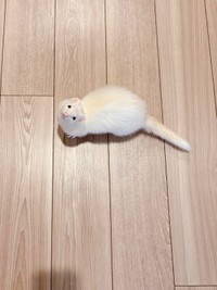 「ついて来て」と誘うウユちゃん（画像提供：ウユちゃんさん）