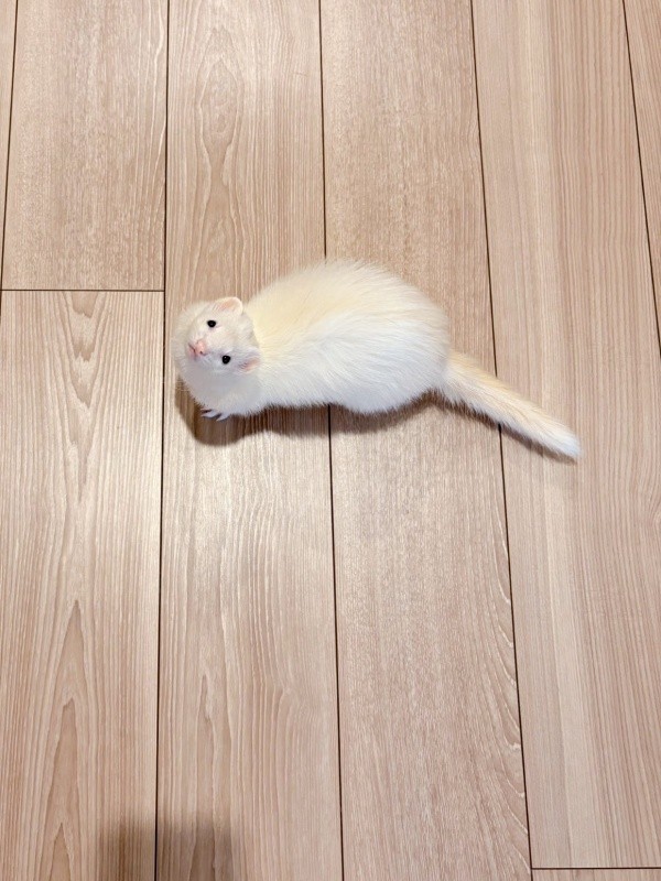 「ついて来て」と誘うウユちゃん（画像提供：ウユちゃんさん）