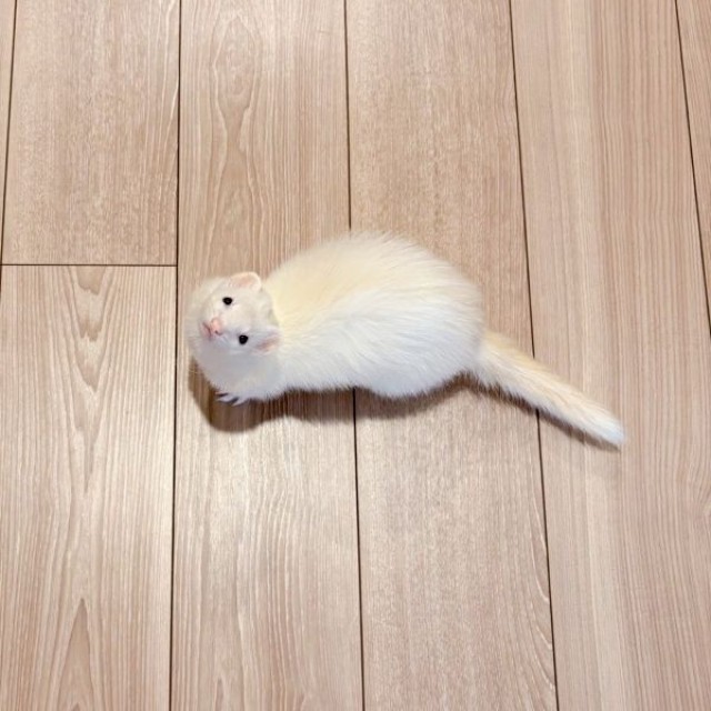 「ついて来て」と誘うウユちゃん（画像提供：ウユちゃんさん）