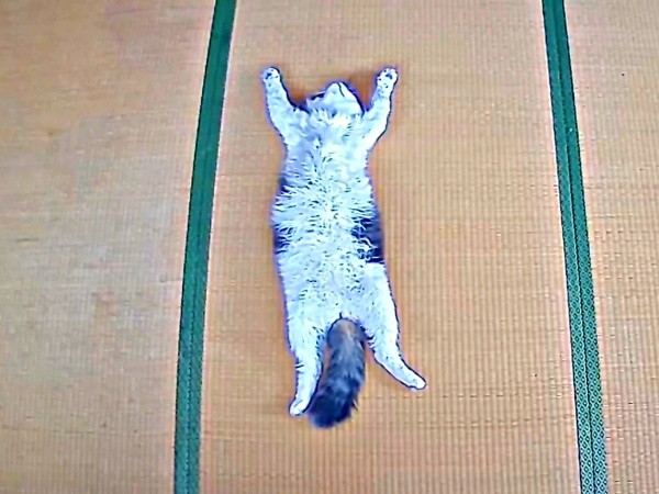 畳の上でドーンとへそ天になって眠るクールくん（画像提供：Tomohiro Uenoさん）