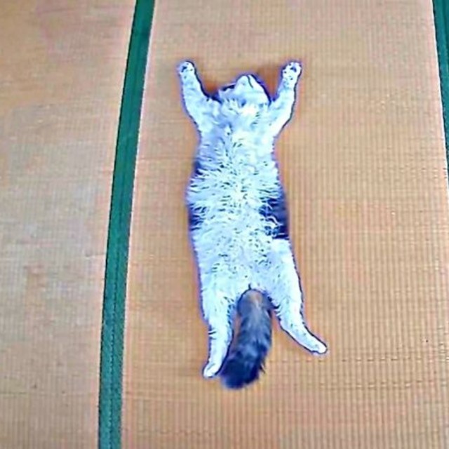 畳の上でドーンとへそ天になって眠るクールくん（画像提供：Tomohiro Uenoさん）