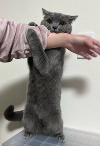 眠くないときの噛む姿（提供：スーパープリティキャットさん）