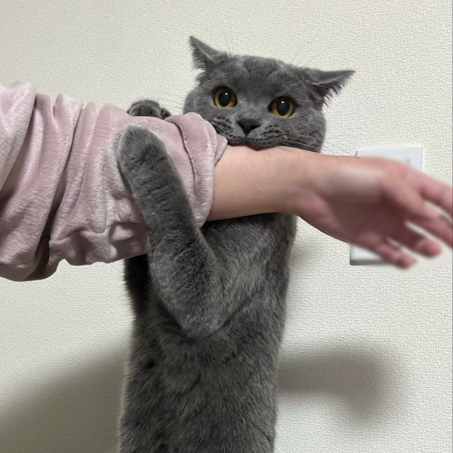 眠くないときの噛む姿（提供：スーパープリティキャットさん）
