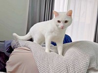 「ママどこ？」 体の上にのって鳴くボンちゃん（画像提供：ボンさん）