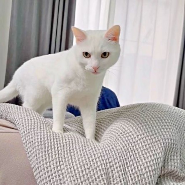 「ママどこ？」 体の上にのって鳴くボンちゃん（画像提供：ボンさん）