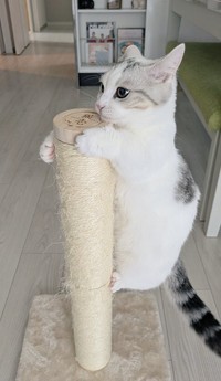 爪研ぎにもぎゅっと捕まるネコセミことシロップちゃん（提供：シロップがあらわれたさん）
