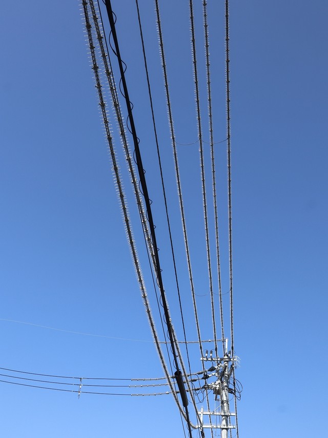 このトゲトゲも「防鳥ピン」という鳥害対策