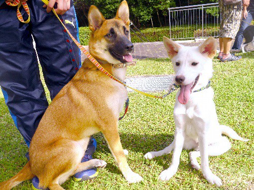 殺処分まぬがれた２匹、災害救助犬に！　試験を突破