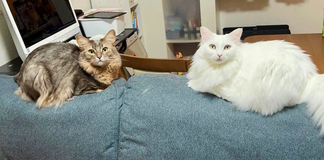 右が「雪之丞」ちゃん、左が同居猫の「雨ちゃん」　(画像提供：雨と雪之丞さん)
