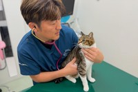 FIP診療の実地経験は多くの病院で十分とは言えない（獣医させっち先生提供）