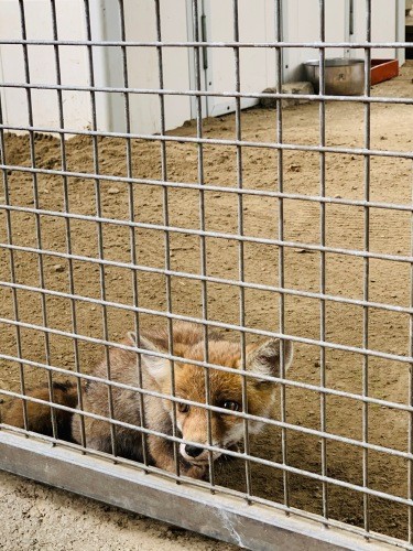 人間に飼育放棄されたフォックス。いずれ自然に戻すから目を見ないようにしているそう