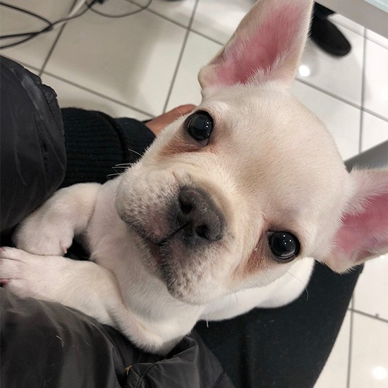 パピーだった頃のダイズ。幼いころから社交的で人懐こい性格だった。